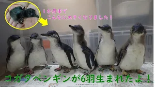 コガタペンギンが6羽生まれました！