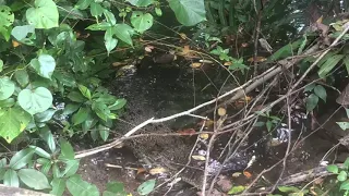 Saltwater crocodiles in Sungei Buloh | Singapore | January 2021 compilation