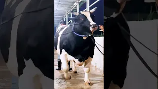 1200 kg Holstein Friesian bull from Brownie's Ranch