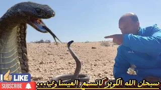 اخطر صياد في المغرب صيد أفعى كوبرا القاتله و عنيفة مع العيساوي في صحراء