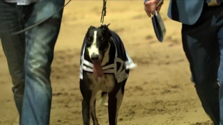 BoyleSports Irish Greyhound Derby Final 2015