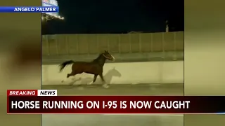 WATCH: Horse seen running down I-95 in Philadelphia