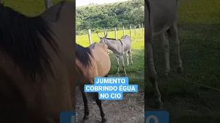 JUMENTO COBRINDO ÉGUA NO CIO