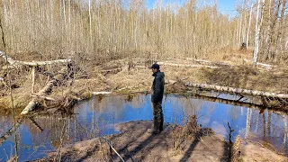 ЭТОТ лесной РУЧЕЙ, НАБИТ РЫБОЙ! Рыбалка на боковой кивок в 2023