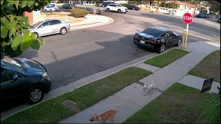 Poor Dog got hit by car 10 20 22