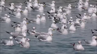 Ring-billed Gulls