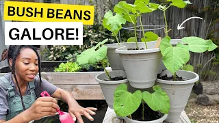 Planting Dollar Tree Stackables!😃🌿Bush Beans Galore!#verticalgardens