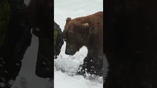 Bear 32 "Chunk" Enjoys His Fresh Salmon - One of the Biggest Bears in the World