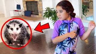 A Vicious Possum ATTACKED US...*Dangerous* | Jancy Family
