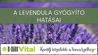 A levendula gyógyító hatásai  - HillVital