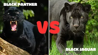 Black Panther Vs  Black Jaguar What Are the Differences