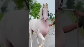 NUKRA HORSE