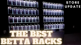 The Best BETTA FISH Rack Ever! 😲😲 Store Update