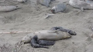 Female elephant seal adopts 4 pups - January 2022 - San Simeon, California