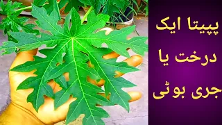 How To Grow Papaya Plant In Pot | Papita Complete Growing Guide