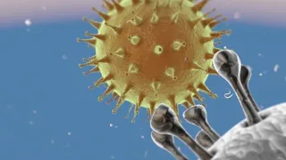 Qu'est-ce qu'un coronavirus ? | AFP Animé