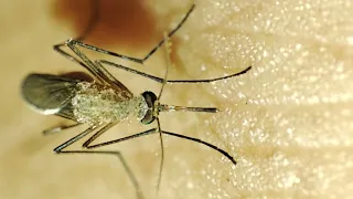 mosquito 🦟 || macro video