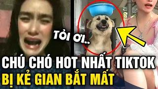 Chú chó 'ĂN CHỬI NHIỀU NHẤT VIỆT NAM' bị bắt mất khiến chủ 'NỨC NỞ' đi tìm trong đêm | Tin 3 Phút