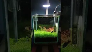 23 Days Old nano dutch style aquarium//Riccia Carpet