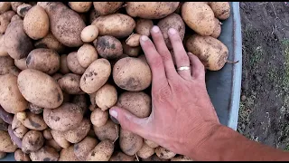 Копаем картошку. Неплохой урожай #огород #картошка