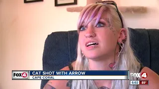 Cat recovering after being struck with arrow