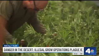 Danger in the desert: Illegal marijuana grows in SoCal threaten lives, resources