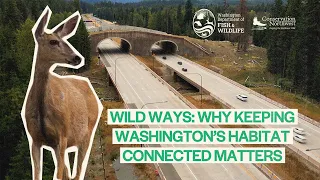 Wild Ways: Why Keeping Washington's Habitat Connected Matters