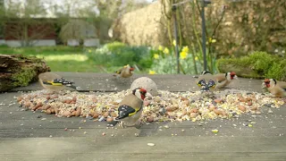 Goldfinch and pheasant bonanza - relaxing garden bird table with spring birdsong and daffodils