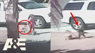 Watch This Cat RESCUE A CHILD From Dog Attack | An Animal Saved My Life | A&E #shorts