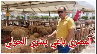 مشيت نشري الحولي 🐏 شوفو الاثمنة🐏 مع أجواء العيد الأضحى في المغرب زوينة بزاف 🇲🇦 مصري في المغرب