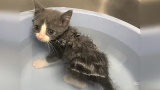 A tiny, paralyzed kitten was abandoned by her mom cat