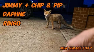 Jimmy's other half? #wildlife #fox #cuteanimals #viral #vlog #nightlife #fyp #mylife