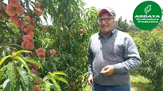 Introducción de NUEVAS VARIEDADES de DURAZNO, Vivero Fruticola Ardaya