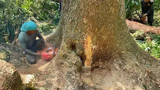 Amazing... The Most Dangerous Large & Tall Trembesi Tree Felling‼️