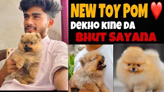 Toy pom dog price in india mini vlogsmart dog Punjabi vlog