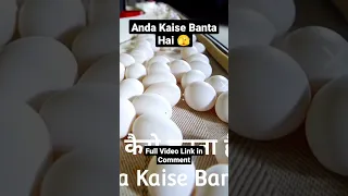 Anda Kaise Banta Hai #anda #andafarm #factinhindi #factvideo #eggproduction #howeggmade