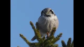 Northern Hawk-Owl / Surnia ulula / Raiboji pelėda / Ястребиная сова