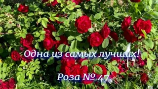 Одна из самых лучших! Роза № 47. Питомник 🌹 и 🌲 Е. Иващенко