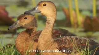 BIRDS OF GOA Wetlands & Grasslands