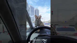 Leonid is Curious about Driving in Kiev : Asian Leopard Cat #shorts