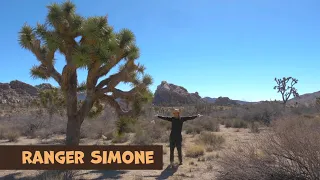 Granite Desk: Joshua Trees