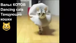 Танцующие Кошки. Вальс Котов/Dancing cats