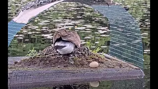 Goose Egg Falls from Nest