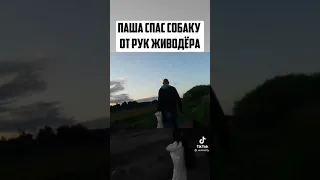 Спас от живодера