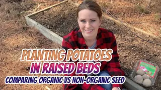 PLANTING POTATOES IN RAISED BEDS comparing organic vs non-organic seed