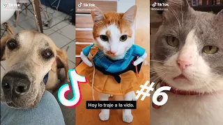 LOS MEJORES TIK TOKS DE GATOS Y PERROS #6 - Recopilación de Tik Toks de animales