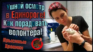 Крысиный осмотр ушей у ветеринара. 🤗 Как порадовать волонтёра в клинике. 🐭 (Fancy Rats) 🐭