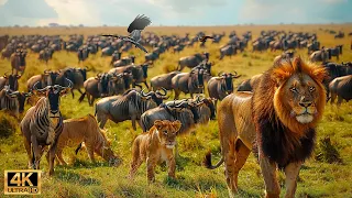 4K African Wildlife: The World's Greatest Migration from Tanzania to Kenya With Real Sounds #32