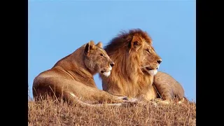 Lion documentary