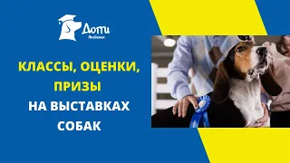 Расписание выставок собак. Как записаться на выставку? Классы, оценки, призы на выставках собак.